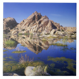Azulejo EE.UU., California, Parque Nacional Joshua Tree,