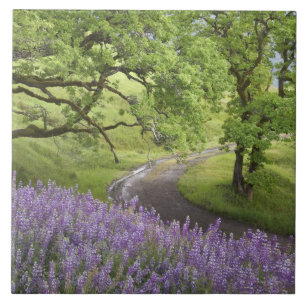 Azulejo EE.UU., California, Parque Nacional Redwood. Sucie