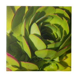Azulejo EE. UU., California. Planta de Lobelia Gigante en