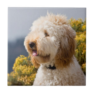 Azulejo EE. UU., California. Retrato de Labradoodle 3