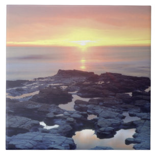 Azulejo EE.UU., California, San Diego. Marea de los acanti