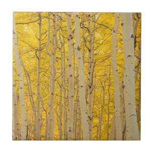 Azulejo EE. UU., Colorado. Aspens en Gunnison National