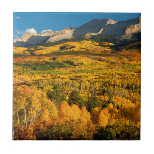 Azulejo EE. UU., Colorado, Bosque Nacional Gunnison