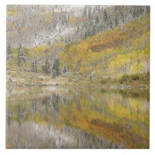 Azulejo EE. UU., Colorado, Bosque Nacional White River, 2