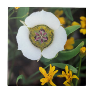 Azulejo EE. UU., Colorado. Mariposa tulipán