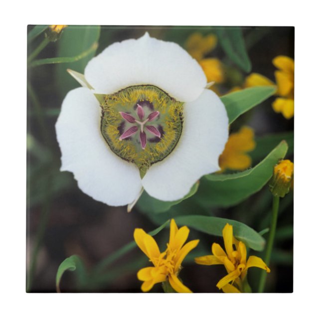 Azulejo EE. UU., Colorado. Mariposa tulipán (Frente)