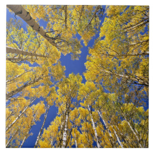 Azulejo EE. UU., Colorado, zona de Aspen. Bosque de álamos