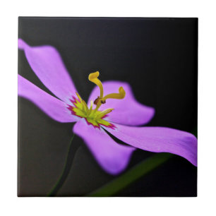 Azulejo EE.UU., Florida, Reserva Nacional Big Cypress