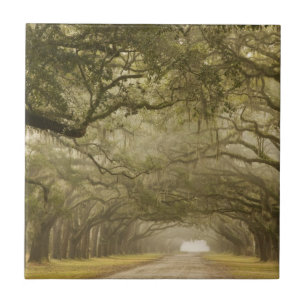 Azulejo EE. UU., Georgia, Savannah, Un camino bordeado de