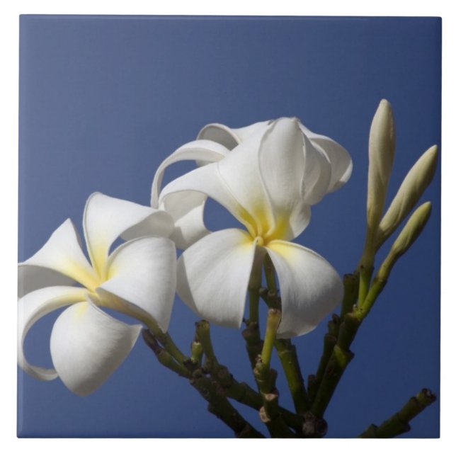Azulejo EE. UU., Hawái, Kauai, plumeria blanca. (Frente)