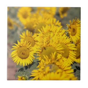 Azulejo EE. UU., Kansas. Girasoles (Helianthus Annuus)