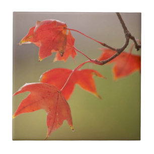 Azulejo EE. UU., Kansas, Hojas Rojas a Principios de Otoño