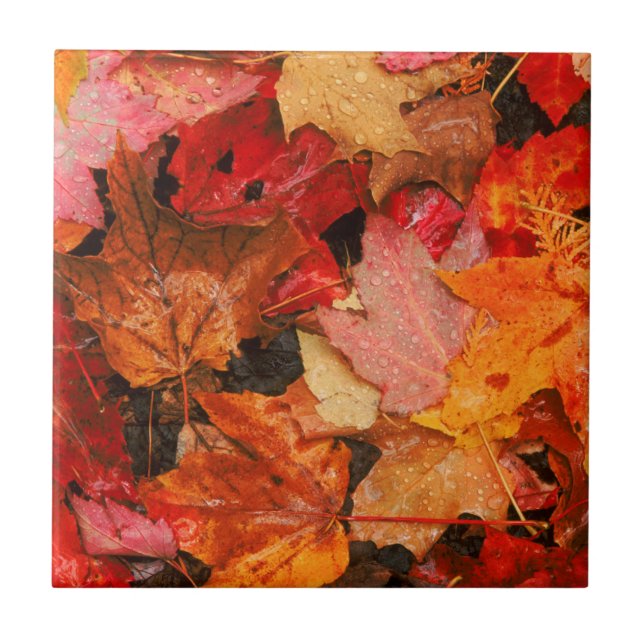 Azulejo EE. UU., Maine. Hojas de arce de otoño (Frente)