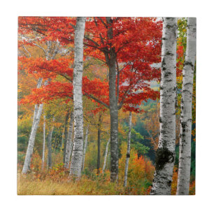 Azulejo EE. UU., Maine, lago Wyman. Bosque de abedules