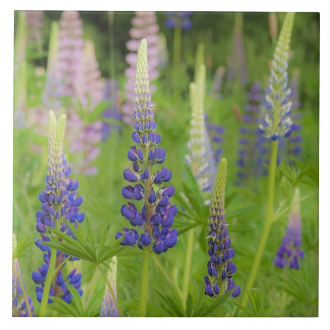 Azulejo EE.UU., Maine, Parque Nacional Acadia. Campo de (Frente)