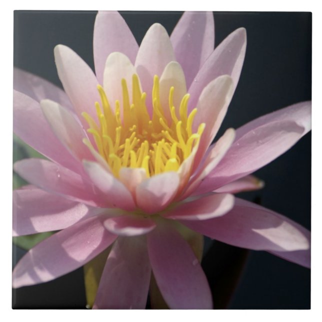 Azulejo EE.UU., Massachusetts, Great Barrington, lily pad (Frente)