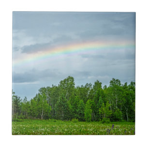 Azulejo EE.UU., Minnesota. Prado verde con flores silvestr