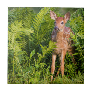 Azulejo EE.UU., Minnesota, Sandstone, Minnesota Wildlife 1