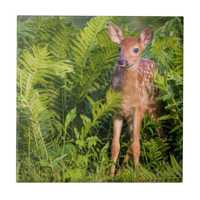 Azulejo EE.UU., Minnesota, Sandstone, Minnesota Wildlife 1 (Frente)