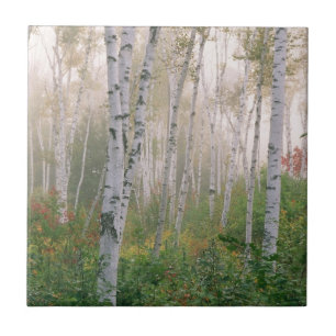 Azulejo EE. UU., New Hampshire. Abedules en niebla despejá