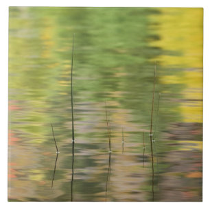 Azulejo EE.UU., Nueva York, Adirondacks, reflexiones sobre