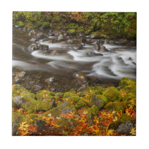 Azulejo EE.UU., Oregón, desfiladero del río Columbia, Ta