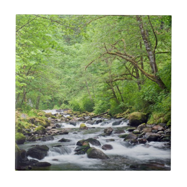 Azulejo EE.UU., Oregón, desfiladero del río Columbia, Tann (Frente)