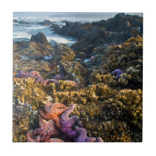 Azulejo EE. UU., Oregón. Estrellas de mar y estrellas de m