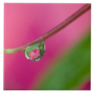 Azulejo EE.UU., Oregón, Jardines Shore Acres, gota de agua