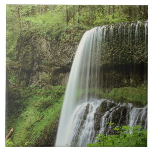 Azulejo EE. UU., Oregón, Parque Estatal Silver Falls. Infe