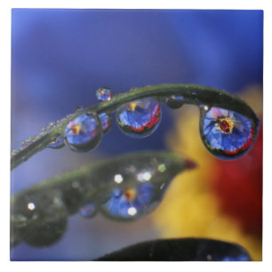 Azulejo EE.UU., Oregón, Portland, Cierre de ladybird