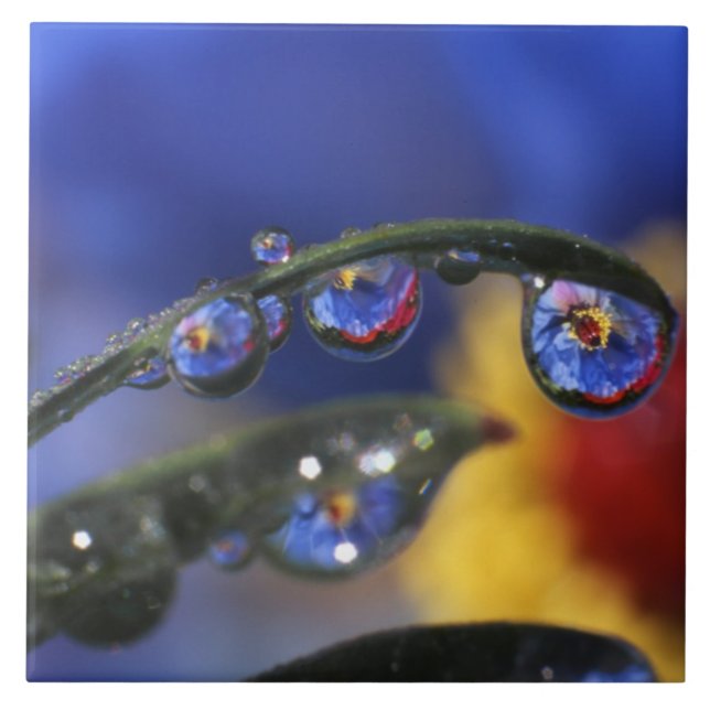 Azulejo EE.UU., Oregón, Portland, Cierre de ladybird (Frente)