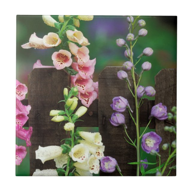 Azulejo EE.UU., Pennsylvania. Foxglove y delfinio (Frente)