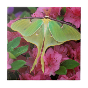 Azulejo EE.UU., Pennsylvania. Luna moho sobre clematis ros