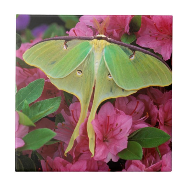 Azulejo EE.UU., Pennsylvania. Luna moho sobre clematis ros (Frente)