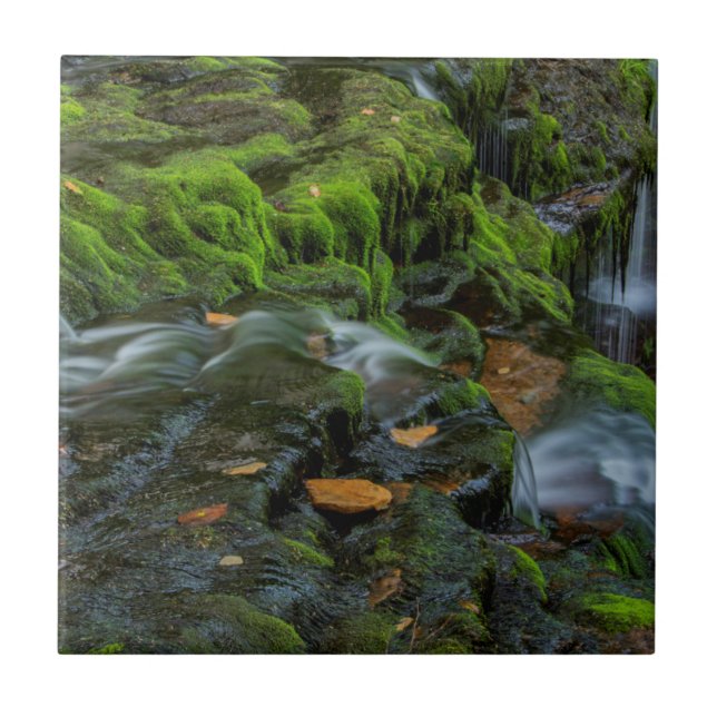 Azulejo EE. UU., Pensilvania, Benton, Ricketts Glen State (Frente)