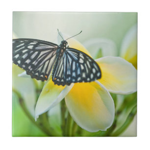 Azulejo EE. UU., Pensilvania. Mariposa cola de golondrina