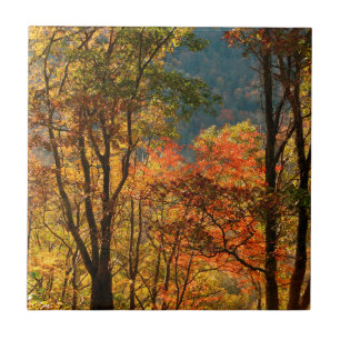Azulejo EE. UU., Tennessee. Follaje de otoño