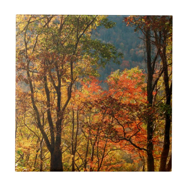 Azulejo EE. UU., Tennessee. Follaje de otoño (Frente)