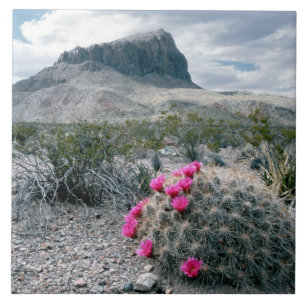Azulejo EE. UU., Texas, Parque Nacional Big Bend. Florecie