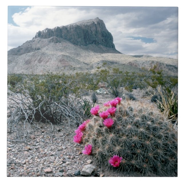 Azulejo EE. UU., Texas, Parque Nacional Big Bend. Florecie (Frente)