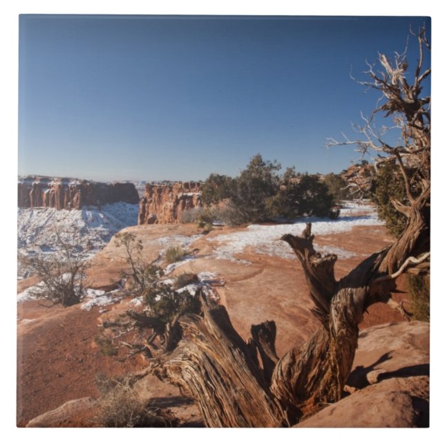Azulejo EE. UU., Utah, Moab. Parque Nacional Canyonlands, (Frente)