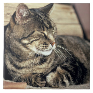 Azulejo EE. UU., Utah, Parque Nacional Capitol Reef. Gato 