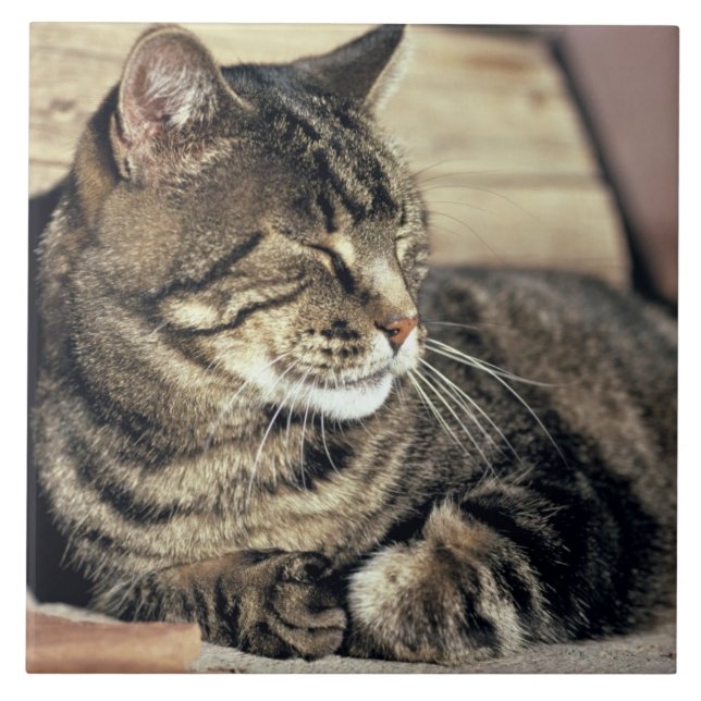Azulejo EE. UU., Utah, Parque Nacional Capitol Reef. Gato  (Frente)