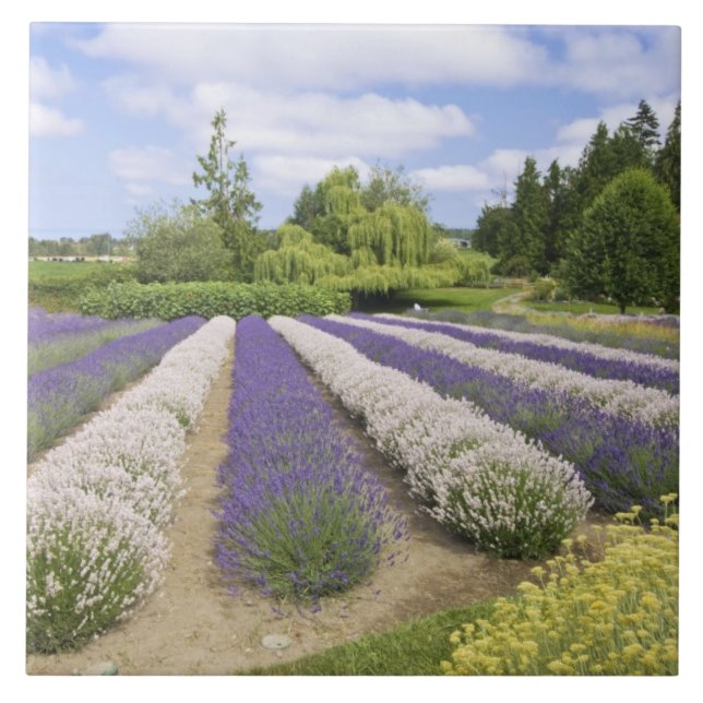 Azulejo EE. UU., WA, Sequim, Granja de lavanda Purple Haze (Frente)