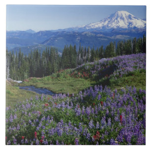 Azulejo EE. UU., Washington Mt. Adams Wilderness, Praderas
