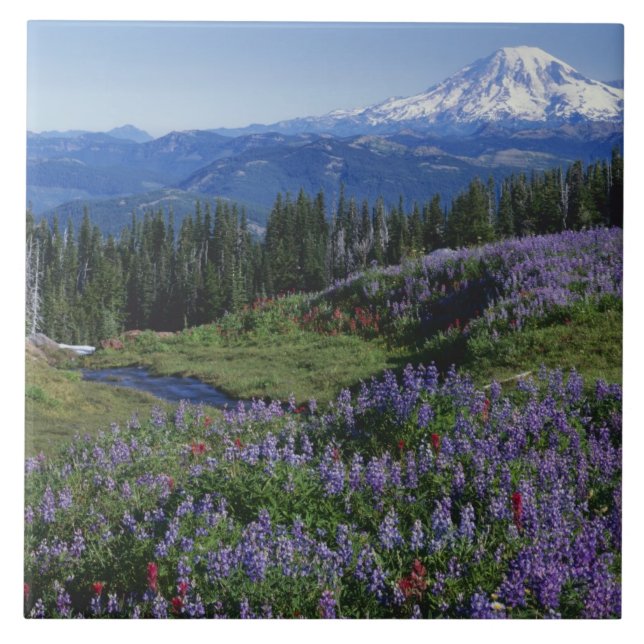 Azulejo EE. UU., Washington Mt. Adams Wilderness, Praderas (Frente)