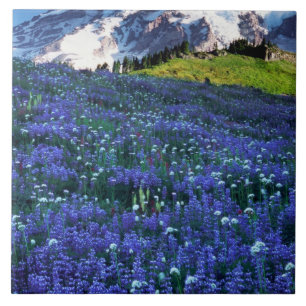 Azulejo EE. UU., Washington, Parque Nacional Mt. Rainier.