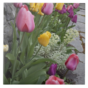 Azulejo EE. UU., Washington, Seabeck. Tulipanes bordean ja