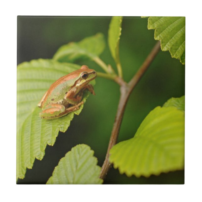 Azulejo EE.UU., Washington, Seattle, Discovery Park (Frente)